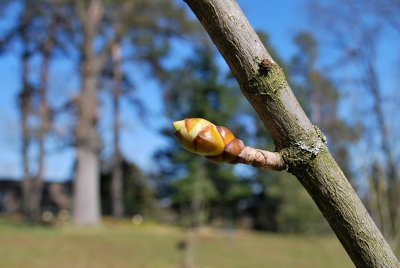 Aesculus x carnea 'Briotii - jírovec pleťový - pupen (2)
